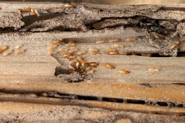 Best Pest Control Near Me  in Pine Ridge, SD